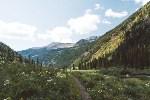 photography of green and brown forests