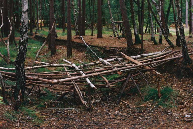 Campfire burning in a mossy forest clearing